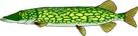PICKEREL.WMF