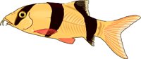 LOACH.WMF