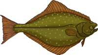 HALIBUT.WMF