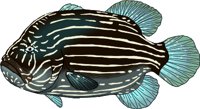 GROUPER.WMF