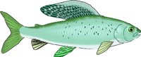 GRAYLING.WMF