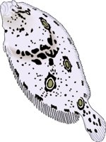 FLOUNDER.WMF