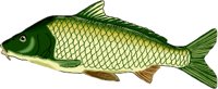 CARP.WMF