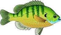 BLUEGILL.WMF