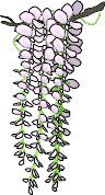 WISTERIA.WMF