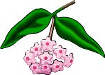 WAXPLANT.WMF