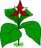 TRILLIUM.WMF