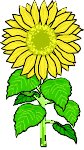 SUNFLOWR.WMF