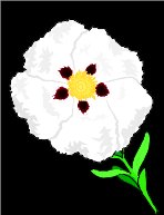 ROCKROSE.WMF