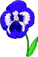 PANSY.WMF