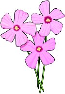 OXALIS.WMF