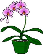 ORCHID2.WMF