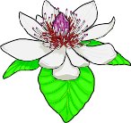 MAGNOLIA.WMF