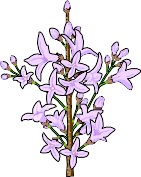 LILACS.WMF