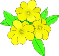 JASMINE.WMF