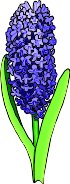 HYACINTH.WMF