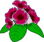 GLOXINIA.WMF