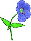 GERANIUM.WMF