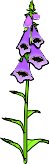 FOXGLOVE.WMF
