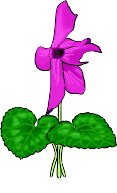 CYCLAMEN.WMF