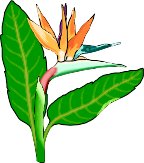 BIRD-OF.WMF