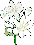 ALLIUM.WMF