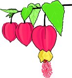 ABUTILON.WMF