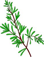 ROSEMARY.WMF