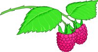 RASPBERR.WMF