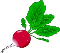 RADISH.WMF