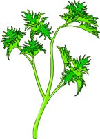 PARSLEY.WMF