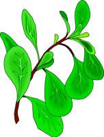 OREGANO.WMF