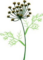 DILL.WMF