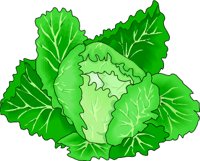 CABBAGE.WMF