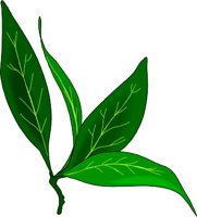 BAYLEAF.WMF