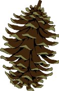 PINECONE.WMF