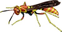 WASP.WMF