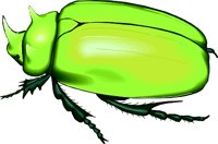 SCARAB.WMF