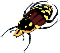 R-BEETLE.WMF