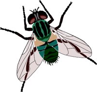 HOUSEFLY.WMF