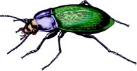 G-BEETLE.WMF