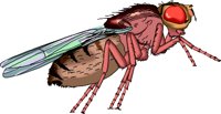 FRUITFLY.WMF