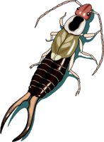 EARWIG.WMF