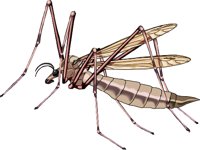 CRANEFLY.WMF