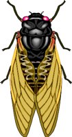 CICADA.WMF