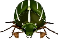 CHAFER.WMF