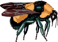 BUMBLBEE.WMF