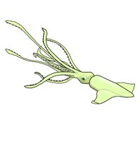 SQUID.WMF