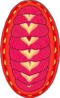 CHITON.WMF