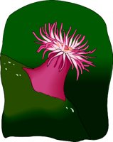ANEMONE.WMF